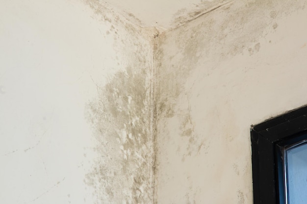 Cum afectează umiditatea structura unei case?